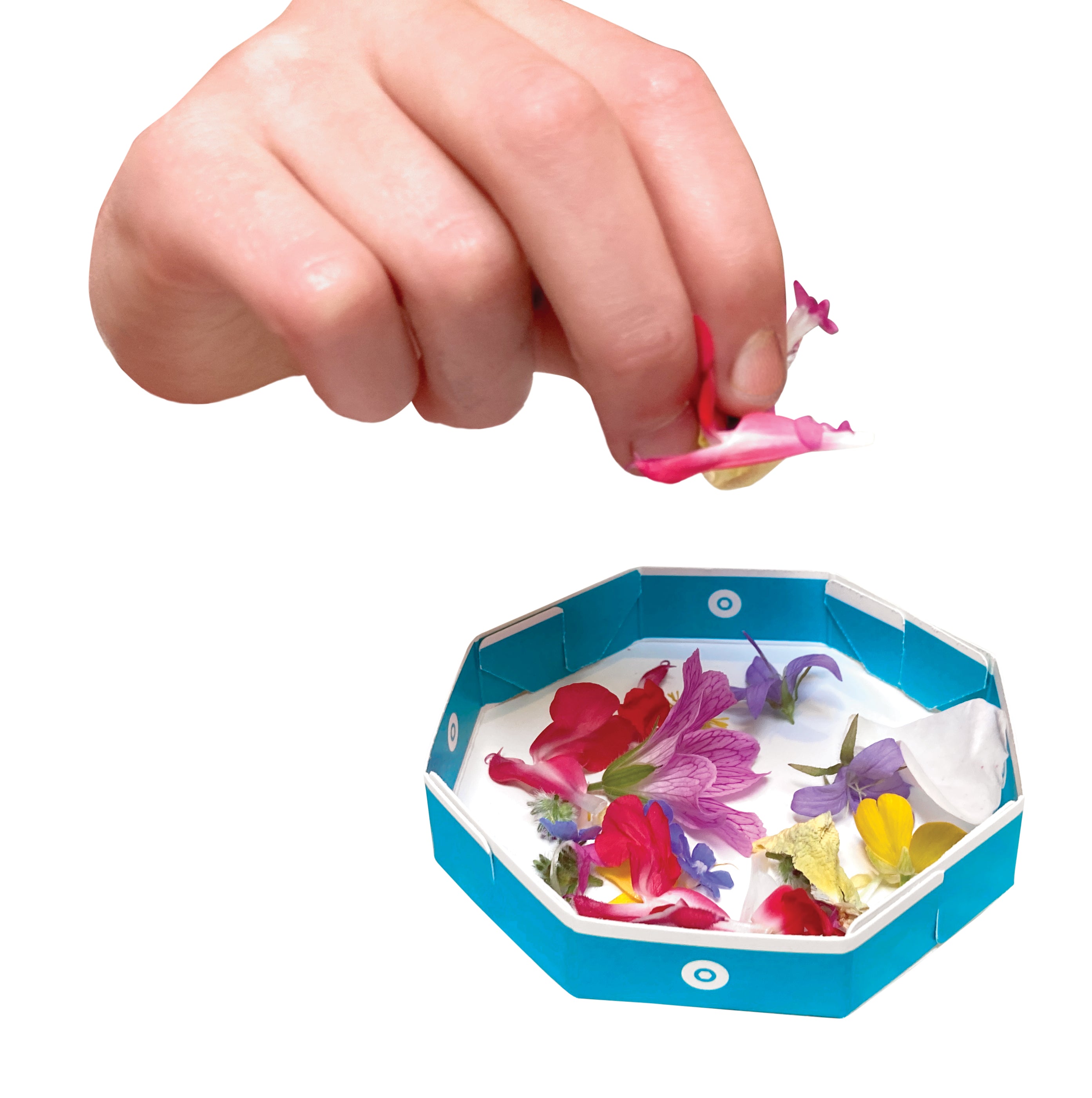 A hand placing a small pink flower into a blue octagonal dish filled with colourful flower petals on a white background.