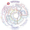 Gibsons TfL Circular Underground Map 500 Circular Piece Fun Jigsaw Puzzle for Adults the Poster