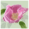 Wild Rose Greetings Card